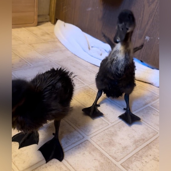 ❤️ OUR SHIP TIMES‼️ PLEASE NOTE‼️❤️ - Picture 5 of 16